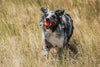 Interactive Dog Ball – Self-Rolling Pet Play Toy